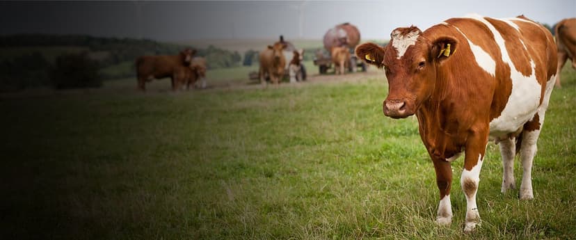 Livestock