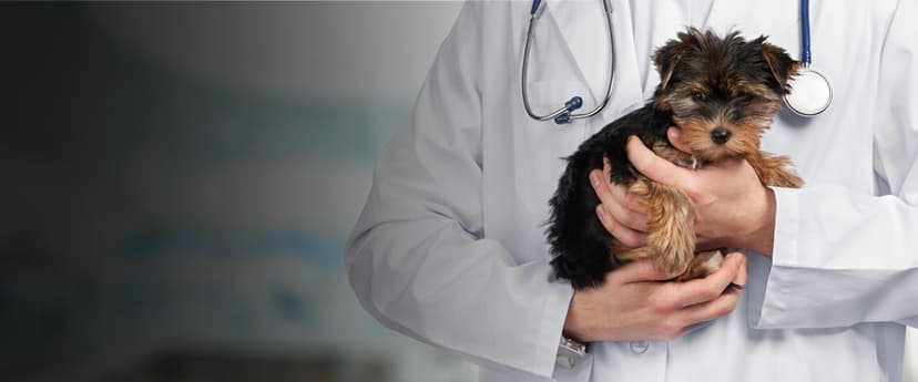 Veterinary