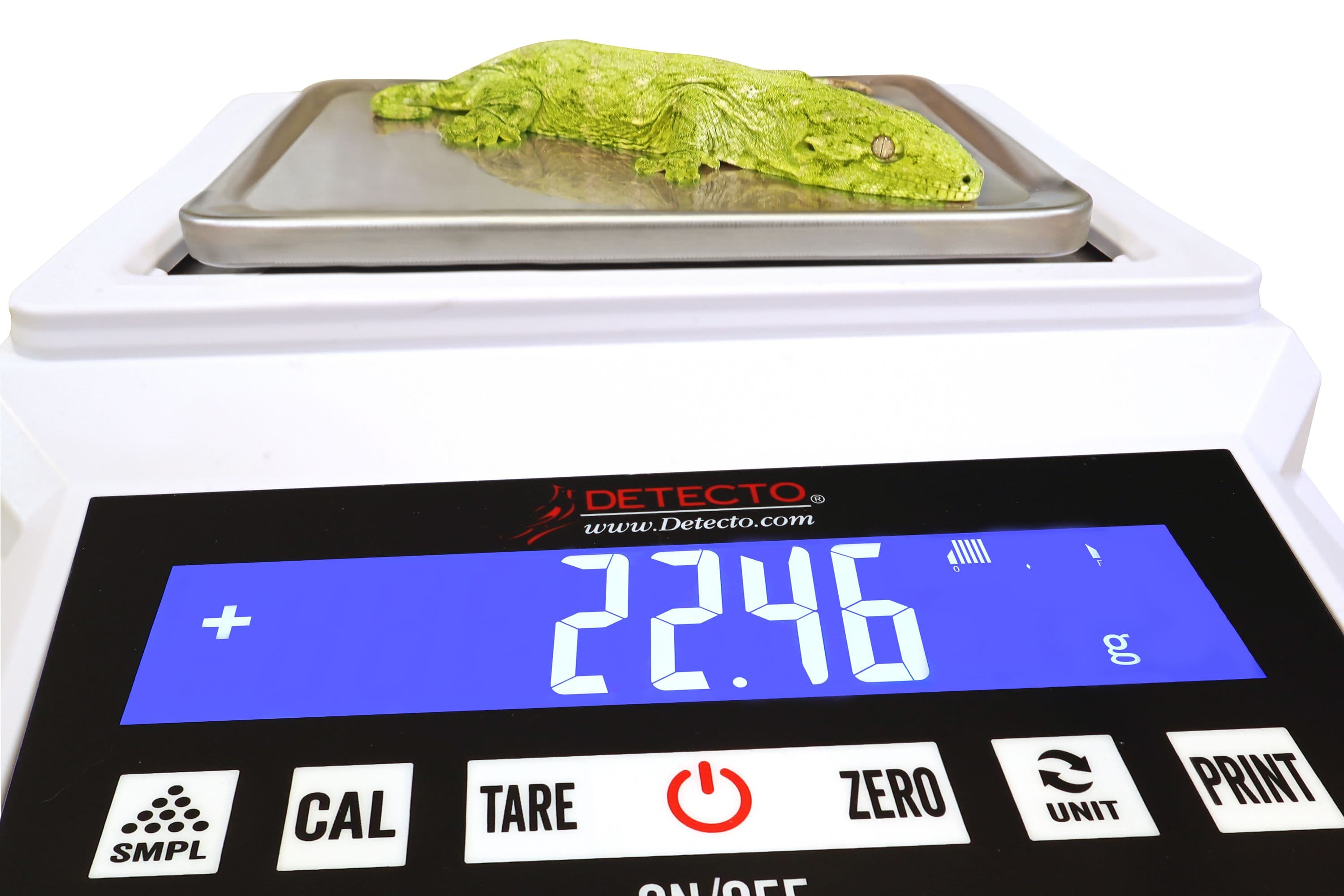 420-100_Gecko-2.jpg