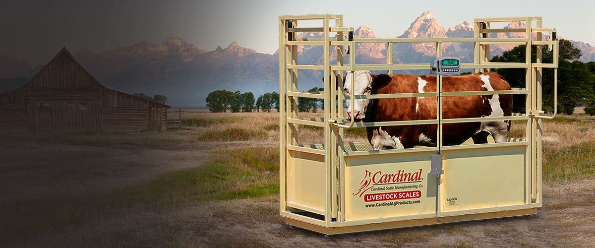 SLS Single Animal Livestock Scales